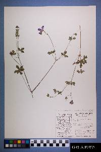 Geranium caespitosum image